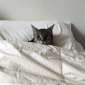 tabby cat under covers