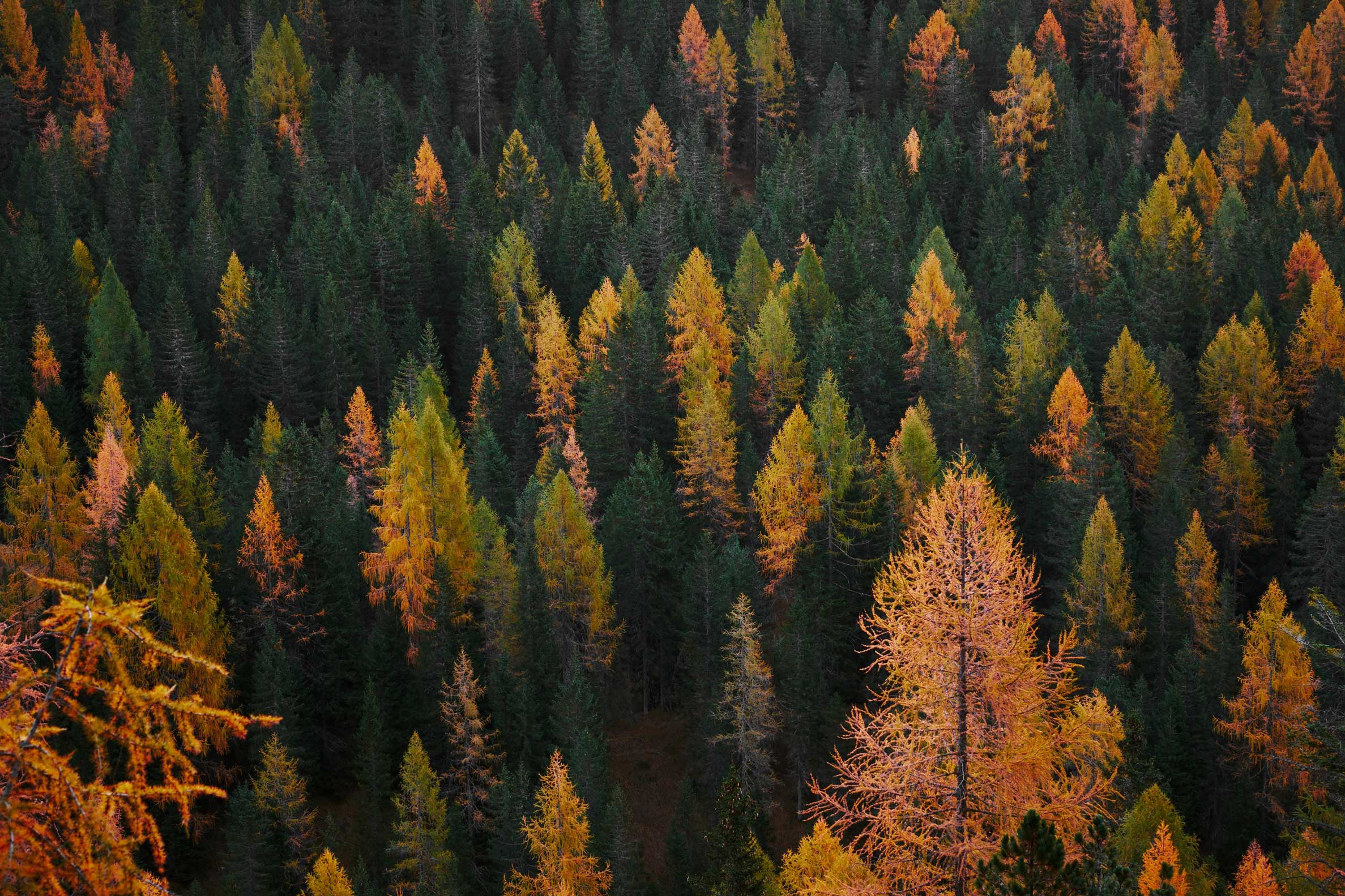 Fall trees and thanksgiving as a Wordpress web developer